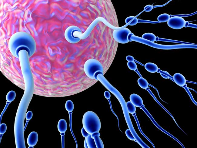 Fertilization Image